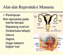 Gambar Reproduksi Wanita Dan Pria