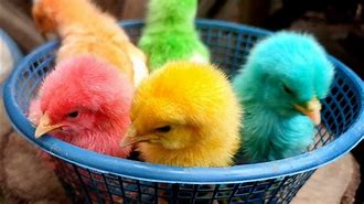 Menangkap Ayam Lucu Ayam Rainbow Di Rumah Pertanda Apa