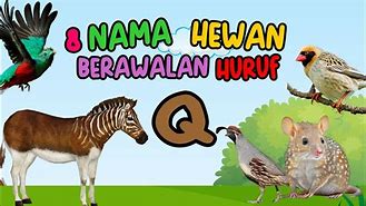 Nama Hewan Yang Berawalan Dari Huruf I